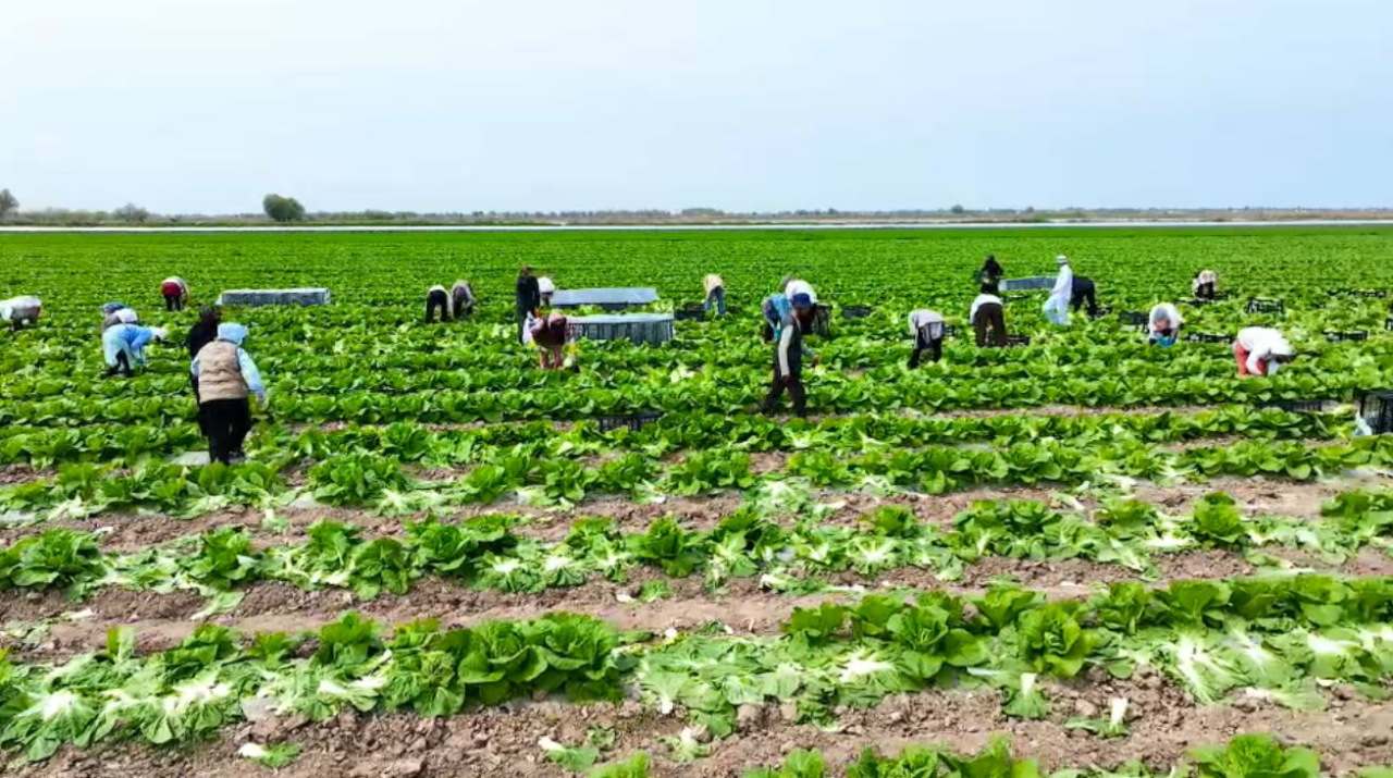 Түркістан облысында қырыққабат сатылымға шықты