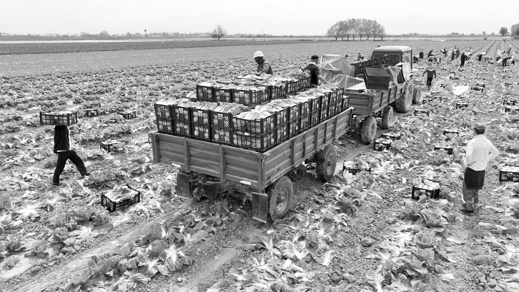 Қырыққабат сатылымға шықты