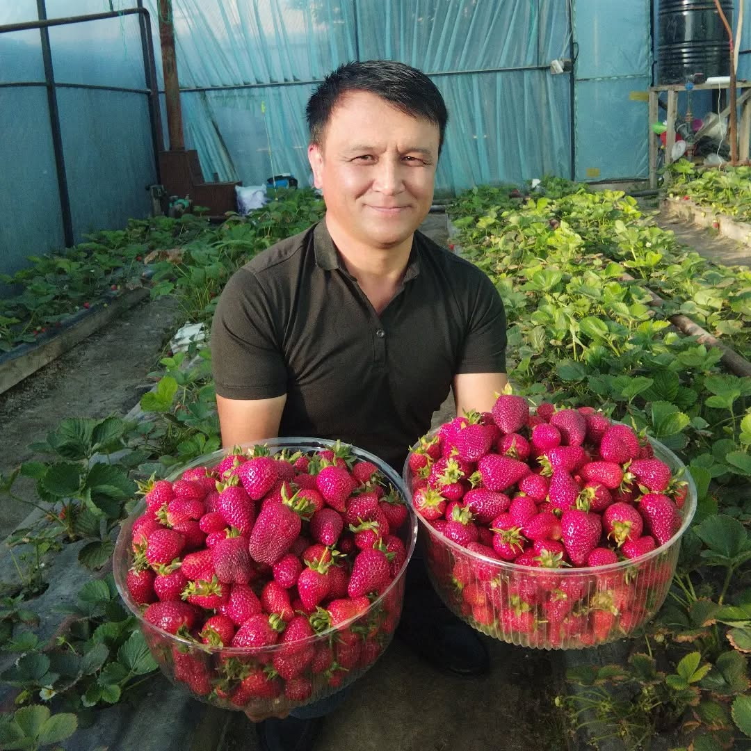Ордабасылық дихан бір маусымда бірнеше өнім алады