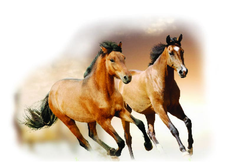 Жылқы жылы қандай болады?