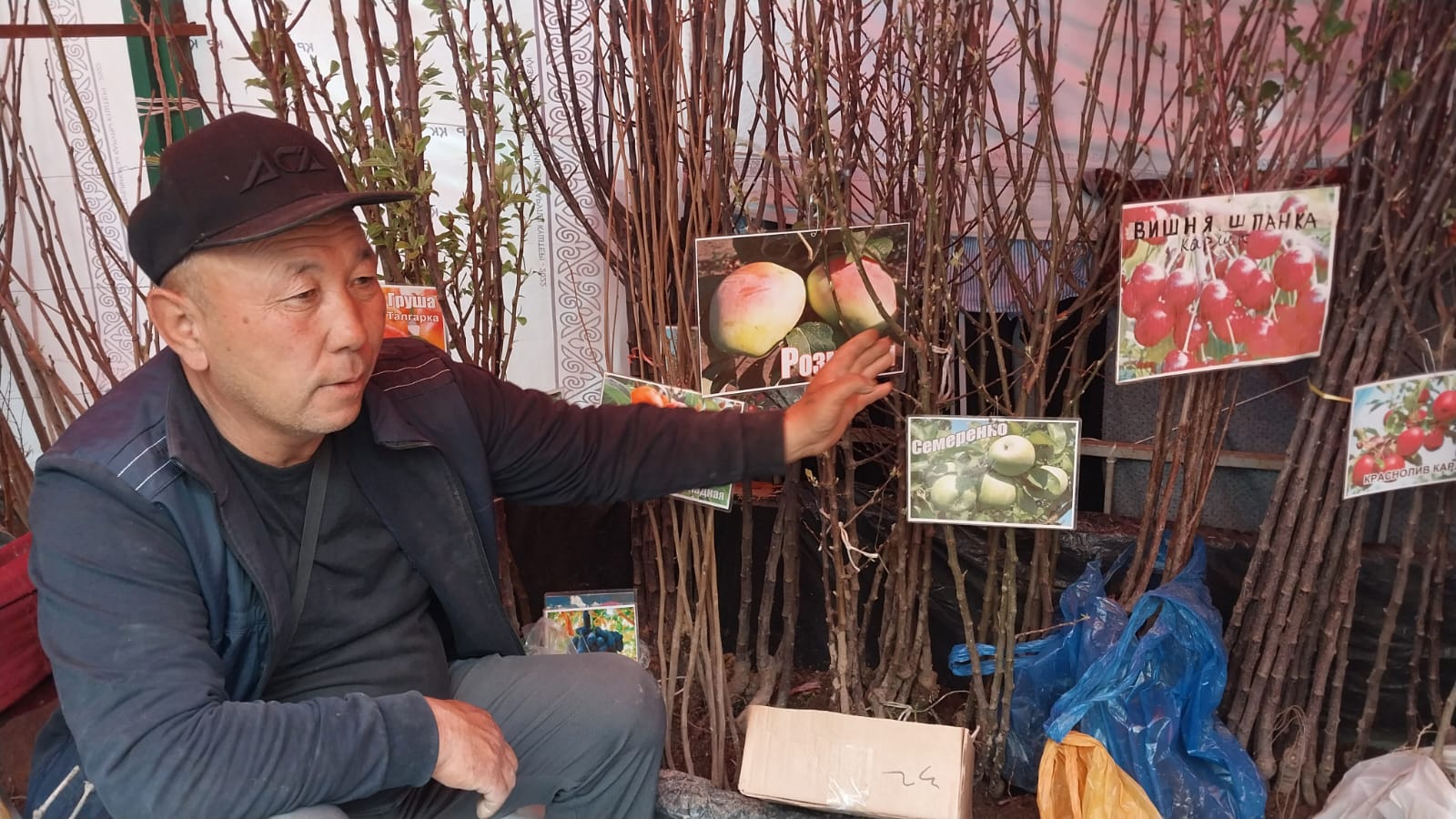 Тал басында тұрып кебетін &laquo;курага&raquo; 